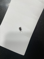 Otiorhynchus rugosostriatus