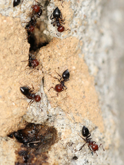 Crematogaster scutellaris