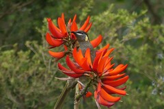 Meliphaga lewinii