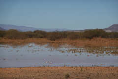 Recurvirostra avosetta