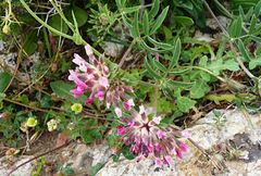 Anthyllis vulneraria rubriflora