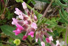 Anthyllis vulneraria rubriflora