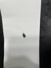 Otiorhynchus rugosostriatus