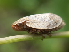 Lepyronia coleoptrata
