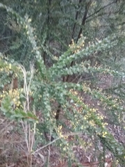 Acacia pravissima