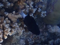 Pycnochromis margaritifer