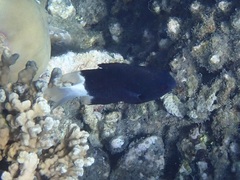 Pycnochromis margaritifer