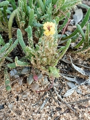 Podotheca angustifolia
