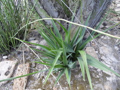 Hemiphylacus latifolius