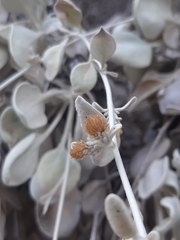 Pentanema verbascifolium