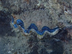 Tridacna maxima
