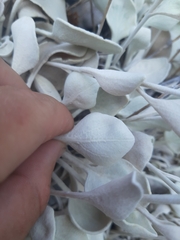 Pentanema verbascifolium