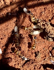 Camponotus