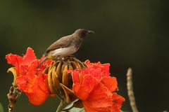 Pycnonotus barbatus tricolor