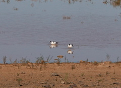 Recurvirostra avosetta