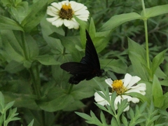 Papilio memnon