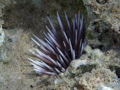 Echinometra mathaei
