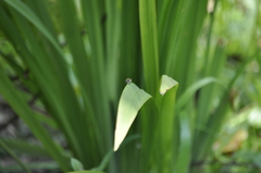 Zonamegilla