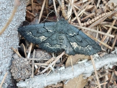 Melanodes anthracitaria