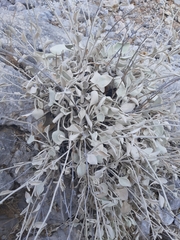 Pentanema verbascifolium