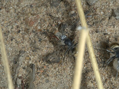 Polyrhachis