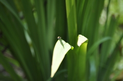 Zonamegilla