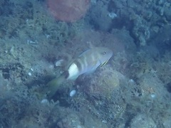 Parupeneus multifasciatus