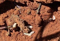Camponotus