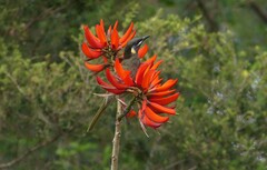Meliphaga lewinii