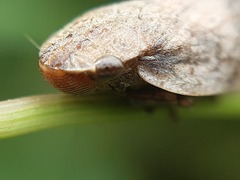 Lepyronia coleoptrata