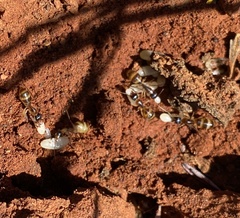 Camponotus