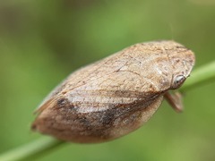 Lepyronia coleoptrata