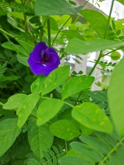 Clitoria ternatea