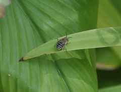 Zonamegilla
