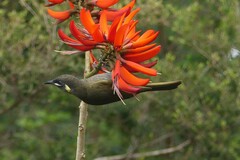 Meliphaga lewinii