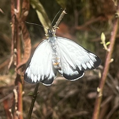 Delias harpalyce