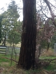 Eucalyptus sideroxylon