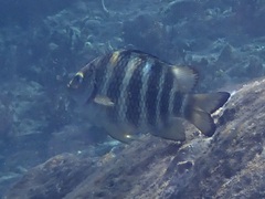 Abudefduf septemfasciatus