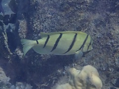 Acanthurus triostegus