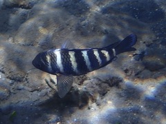 Abudefduf septemfasciatus
