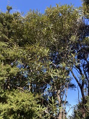 Pseudopanax crassifolius