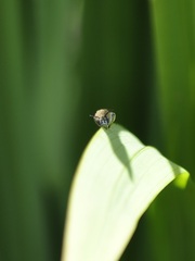 Zonamegilla