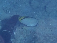Chaetodon vagabundus