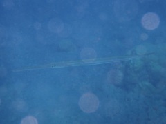 Fistularia commersonii