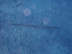 Fistularia commersonii