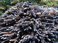 Montipora
