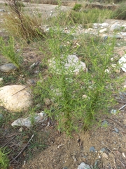Dittrichia graveolens