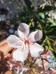 Nerium oleander