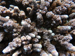 Montipora