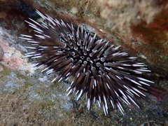 Echinometra mathaei